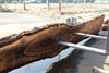 Oregon Black Walnut Slab 090424-7