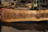 Oregon Black Walnut Slab 090424-7