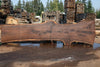 Oregon Black Walnut Slab 090524-1