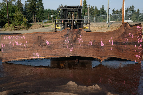 Oregon Black Walnut Slab 090524-4