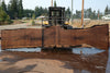 Oregon Black Walnut Slab 090524-5