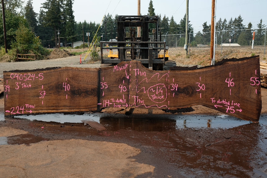 Oregon Black Walnut Slab 090524-5