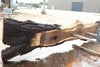 Oregon Black Walnut Slab 090524-6