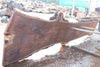 Oregon Black Walnut Slab 090524-7