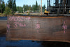 Oregon Black Walnut Slab 090524-7