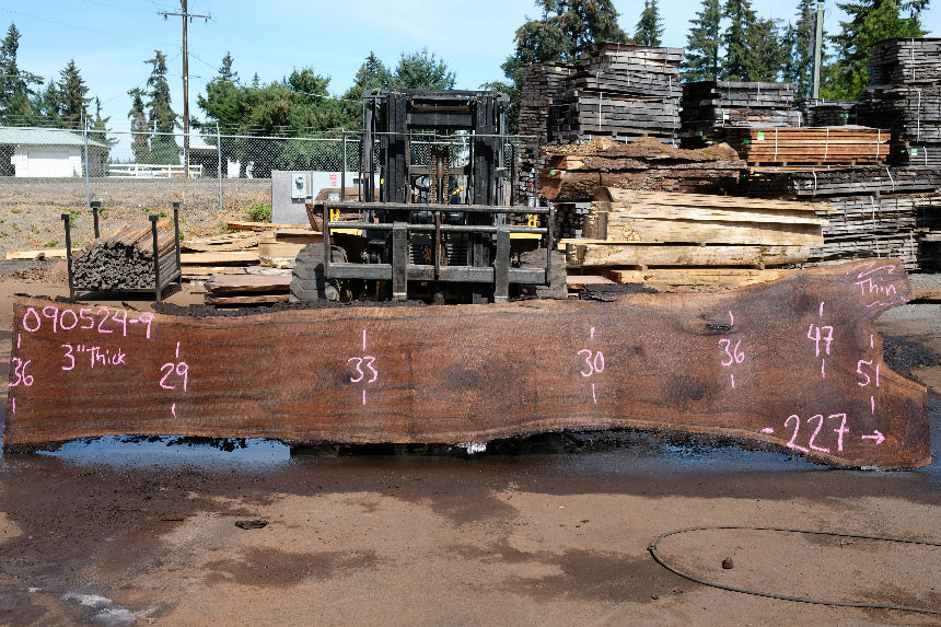 Oregon Black Walnut Slab 090524-9