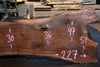 Oregon Black Walnut Slab 090524-9