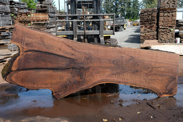 Oregon Black Walnut Slab 090924-2