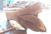 Oregon Black Walnut Slab 090924-2