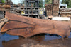 Oregon Black Walnut Slab 090924-3