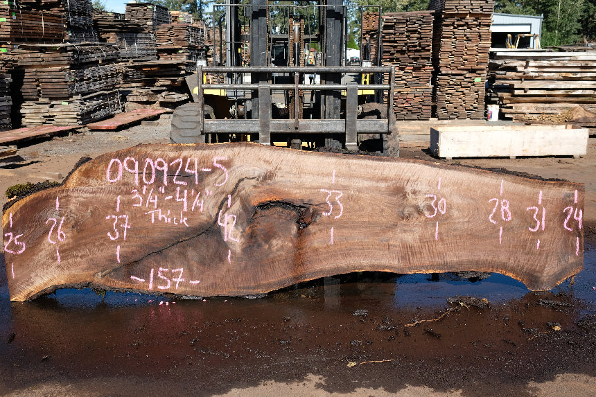 Oregon Black Walnut Slab 090924-5