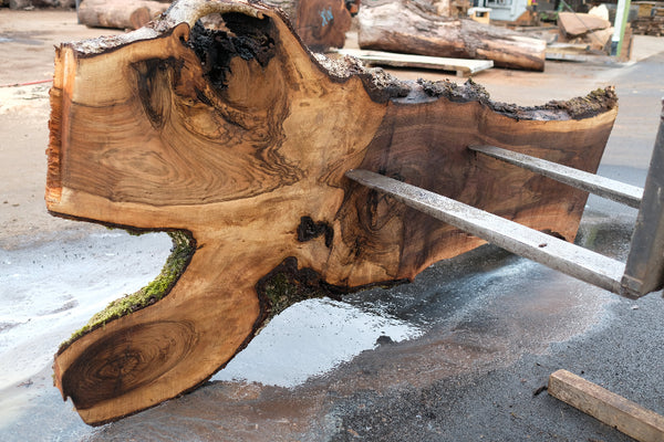 Oregon Walnuts Oregon Black Walnut Slab 091924-5 – Goby Walnut Products, Inc