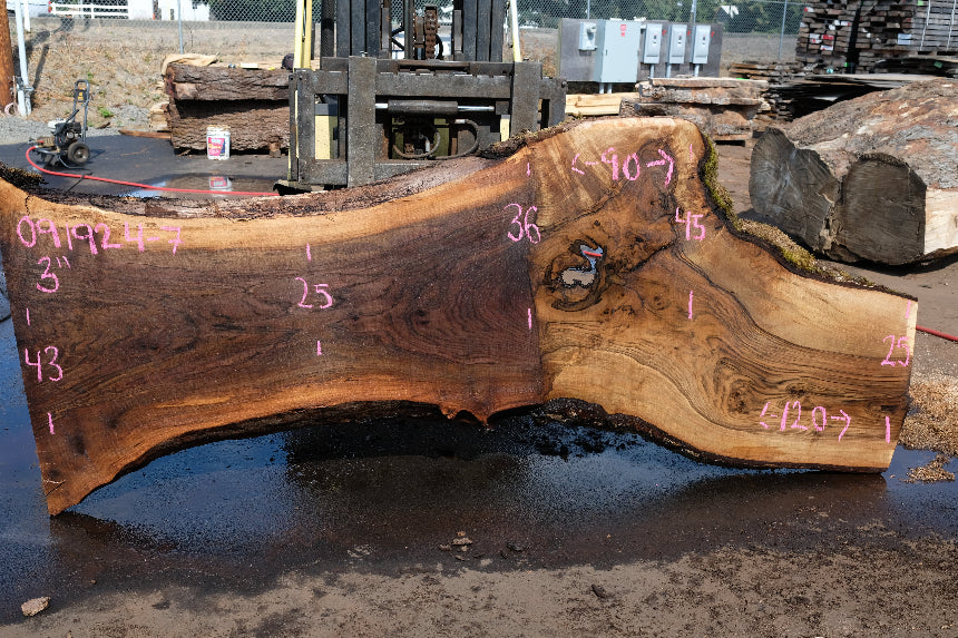Oregon Black Walnut Slab 091924-7