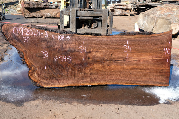 Oregon Black Walnut Slab 092024-3