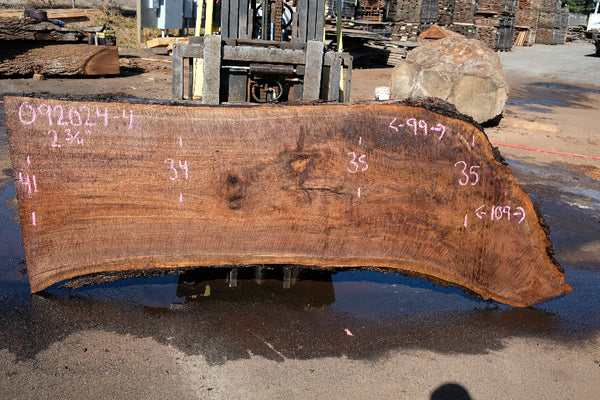 Oregon Black Walnut Slab 092024-4