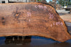 Oregon Black Walnut Slab 092024-4