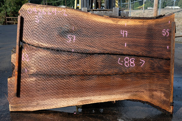 Oregon Black Walnut Slab 092624-2