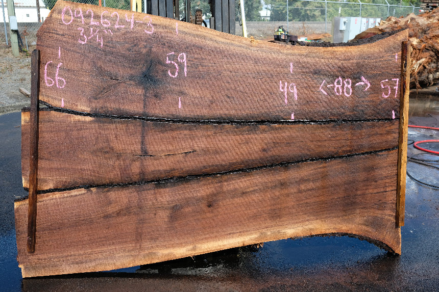Oregon Black Walnut Slab 092624-3