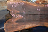 Oregon Black Walnut Slab 092624-5