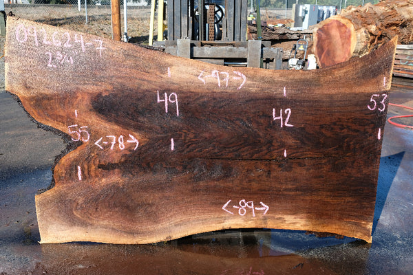 Oregon Black Walnut Slab 092624-7