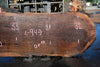 Oregon Black Walnut Slab 100324-9