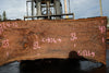 Oregon Black Walnut Slab 100324-12