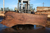 Oregon Black Walnut Slab 100324-13