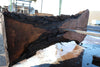 Oregon Black Walnut Slab 100324-14