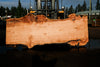 Big Leaf Maple Slab 101024-1