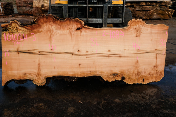 Big Leaf Maple Slab 101024-3