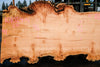 Big Leaf Maple Slab 101024-4