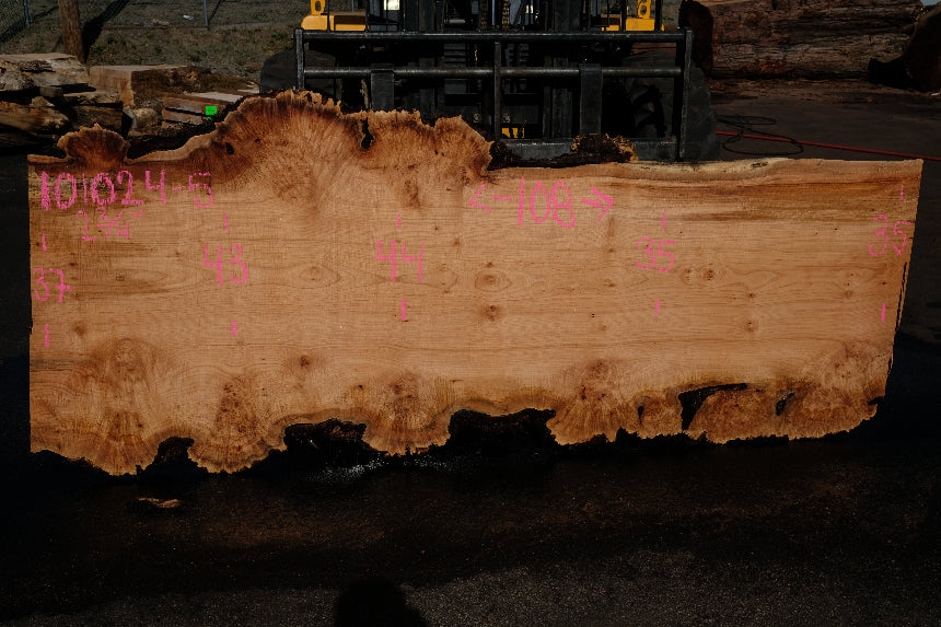 Big Leaf Maple Slab 101024-5
