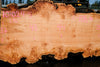 Big Leaf Maple Slab 101024-5