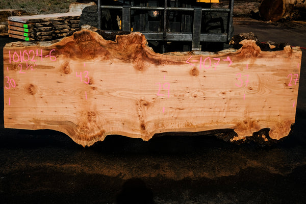 Big Leaf Maple Slab 101024-6