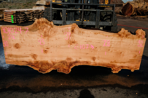 Big Leaf Maple Slab 101024-7