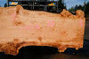 Big Leaf Maple Slab 101024-7