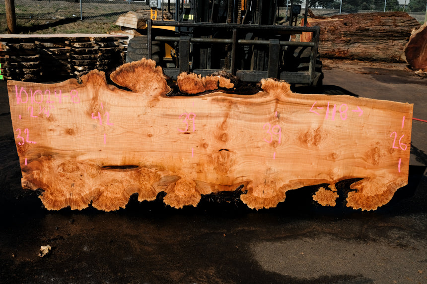 Big Leaf Maple Slab 101024-8