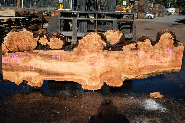 Big Leaf Maple Slab 101024-9