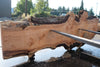 Big Leaf Maple Slab 101024-11