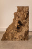 Big Leaf Maple Burl Board B10221