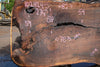 Oregon Black Walnut Slab 102424-5