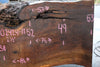 Oregon Black Walnut Slab 102424-11