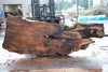 Big Leaf Maple Slab 121224-06