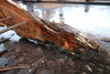 Big Leaf Maple Slab 121224-07