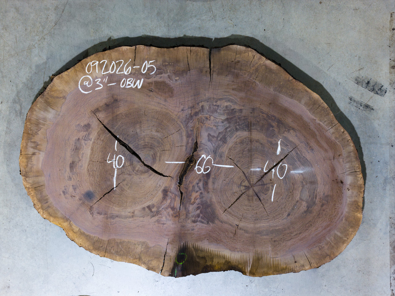 Oregon Black Walnut Burl Round 092026-05