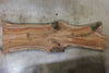 Oregon Black Walnut Slab 083021-08