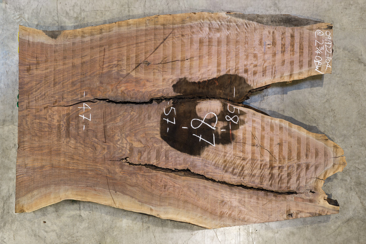 Oregon Black Walnut Slab 091922-04