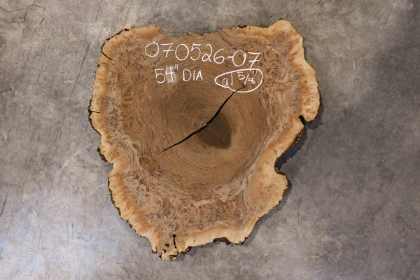 Oregon Black Walnut Burl Round 070526-07