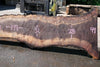 Oregon Black Walnut Slab 060123-02