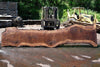 Oregon Black Walnut Slab 060123-09